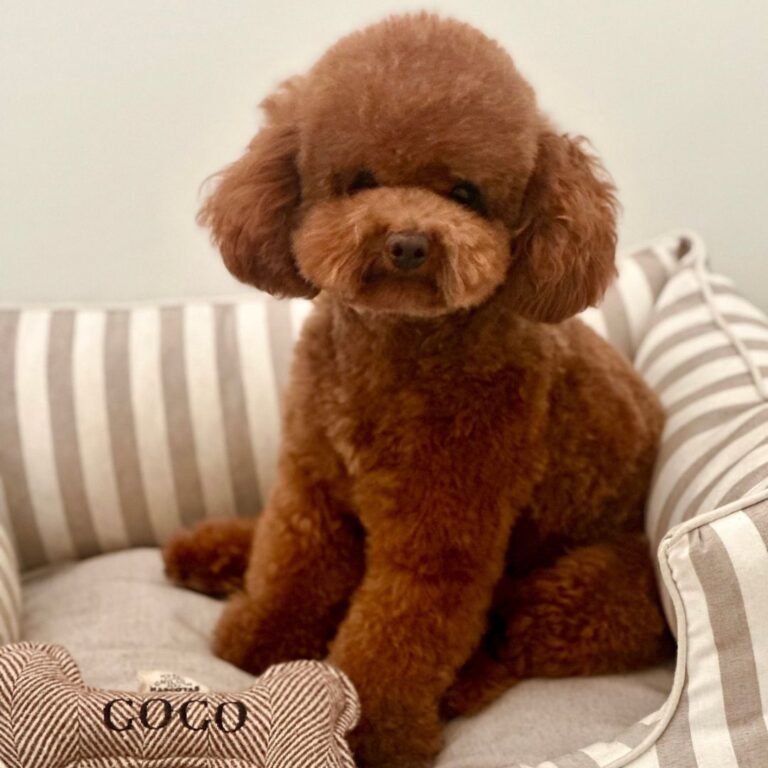 Coco Coquito Caniche Toy en La Pata Marketing