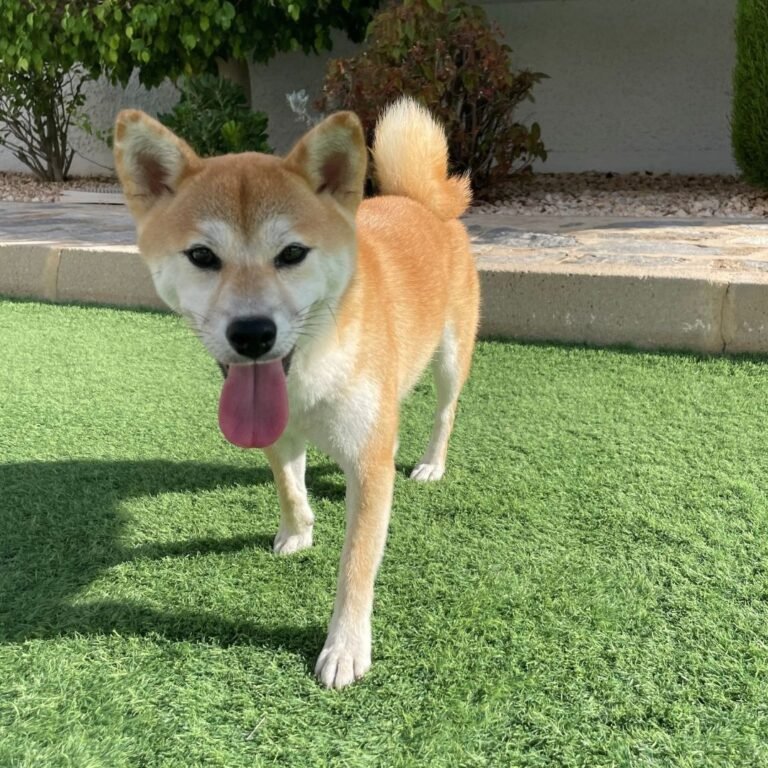 Kenta Shiba Inu en La Pata Marketing