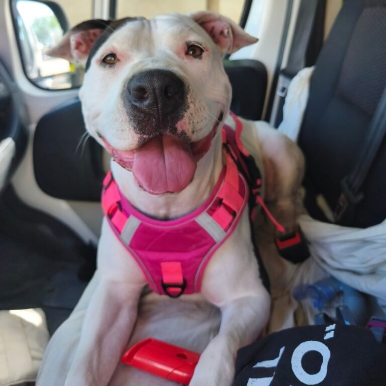 Kira La Perrita Pitbull en La Pata Marketing