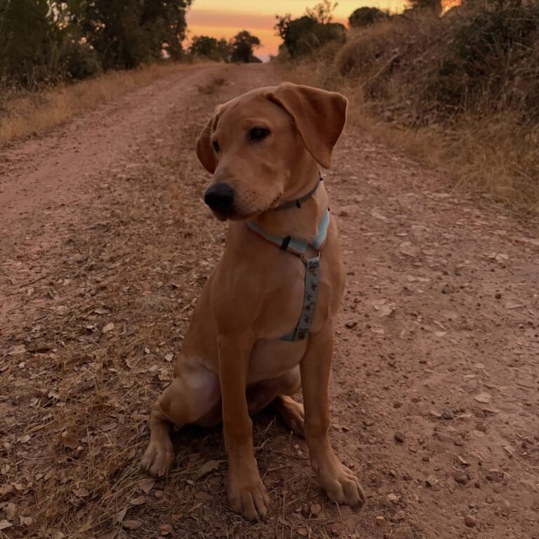 Milo Labrador de Abantueso en La Pata Marketing