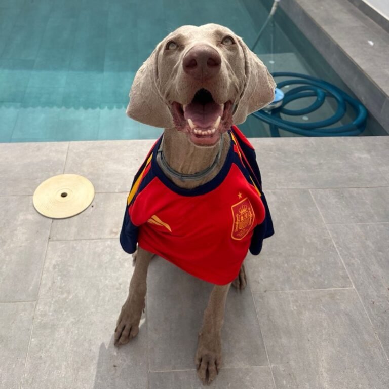 Odin Perro Sapiens Braco de Weimar adoptado, modelo perruno de La Pata Marketing, agencia de pet marketing en Madrid, fundada por Gabriela Rivera