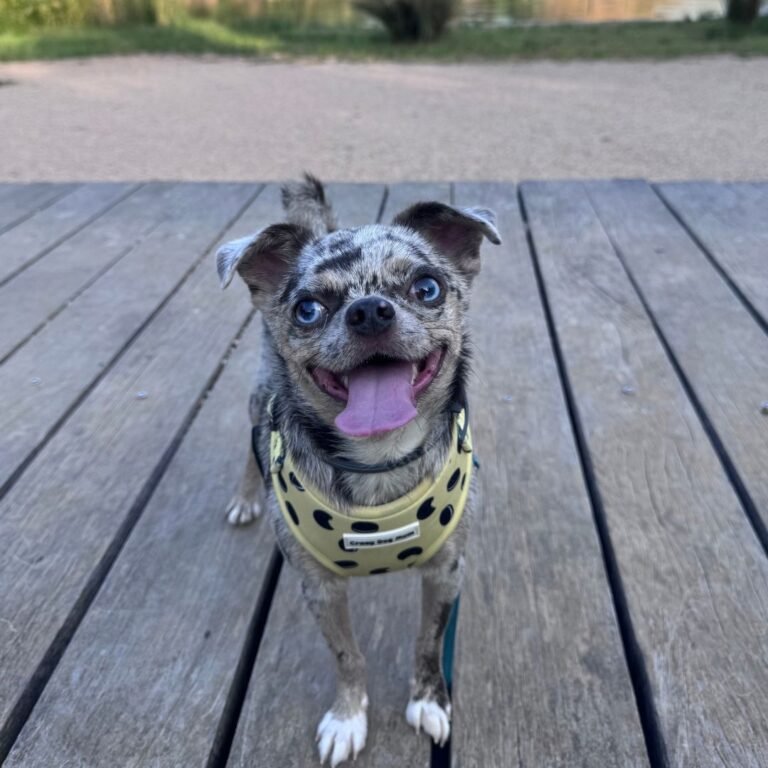 Oreo Oreito Chihuahua Merle en La Pata Marketing