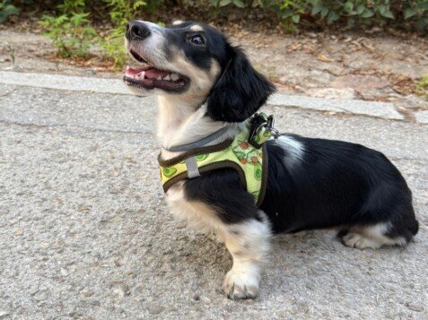 Archie, Teckel pelo largo, modelo perruno de La Pata Marketing, agencia de pet marketing en Madrid, fundada por Gabriela Rivera