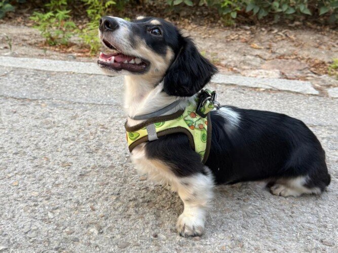 Archie, Teckel pelo largo, modelo perruno de La Pata Marketing, agencia de pet marketing en Madrid, fundada por Gabriela Rivera