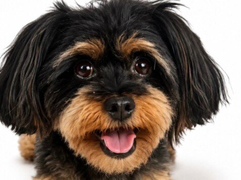 Arlington perrita rescatada, modelo perruna de La Pata Marketing, agencia de pet marketing en Madrid, fundada por Gabriela Rivera