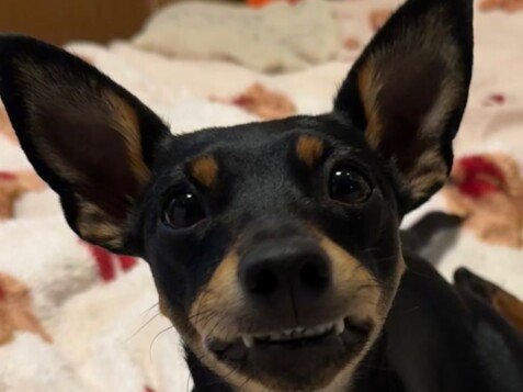 Arya Ary Mini Pinscher, modelo perruna de La Pata Marketing, agencia de pet marketing en Madrid, fundada por Gabriela Rivera