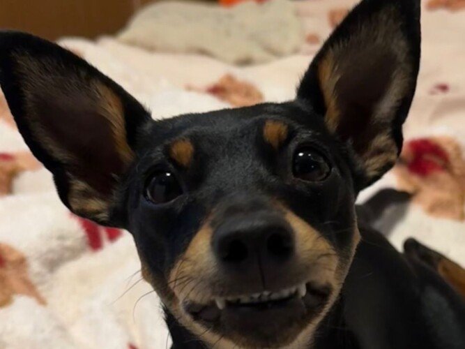 Arya Ary Mini Pinscher, modelo perruna de La Pata Marketing, agencia de pet marketing en Madrid, fundada por Gabriela Rivera