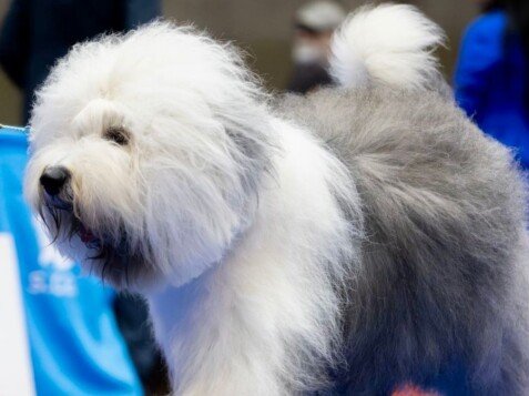 Badys Bobtail, modelo perruno de La Pata Marketing, agencia de pet marketing en Madrid, fundada por Gabriela Rivera