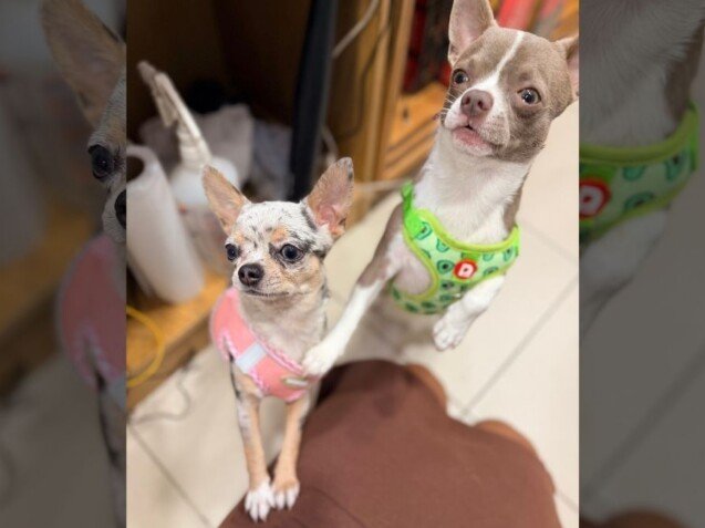 Bluey y Kiwi, chihuahuas hermanos La Pata Marketing Bluey y Kiwi, chihuahuas hermanos, modelos perrunos de La Pata Marketing, agencia de pet marketing en Madrid, fundada por Gabriela Rivera