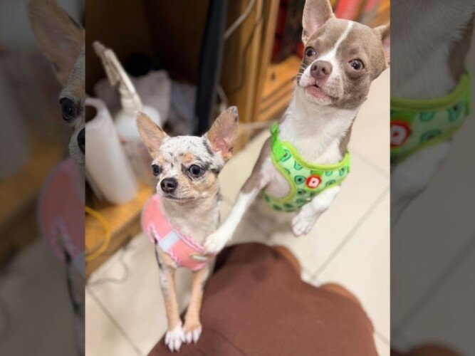 Bluey y Kiwi, chihuahuas hermanos, modelos perrunos de La Pata Marketing, agencia de pet marketing en Madrid, fundada por Gabriela Rivera