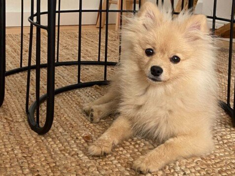 Bruma The Pom, Pomerania, la pata marketing, agencia de pet marketing en madrid