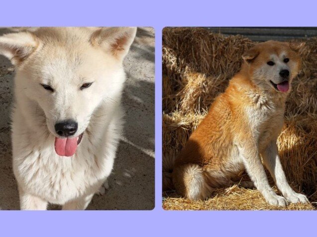 Calma y Fuji, Akitas Inu, modelos perrunos de La Pata Marketing, agencia de pet marketing en Madrid, fundada por Gabriela Rivera