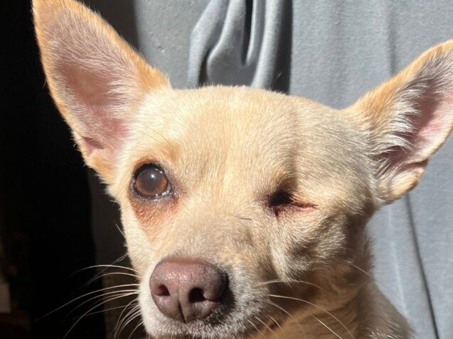 Capitán Jack, Chihuahua, modelo perruno de La Pata Marketing, agencia de pet marketing en Madrid, fundada por Gabriela Rivera