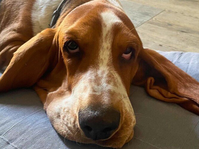 Carmen, Basset Hound, modelo perruna de La Pata Marketing, agencia de pet marketing en Madrid, fundada por Gabriela Rivera