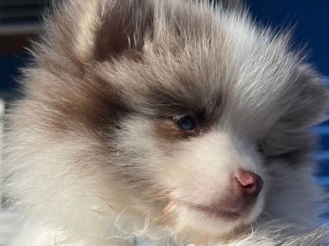 Chailatte Pomerania, modelo perruno de La Pata Marketing, agencia de pet marketing en Madrid, fundada por Gabriela Rivera