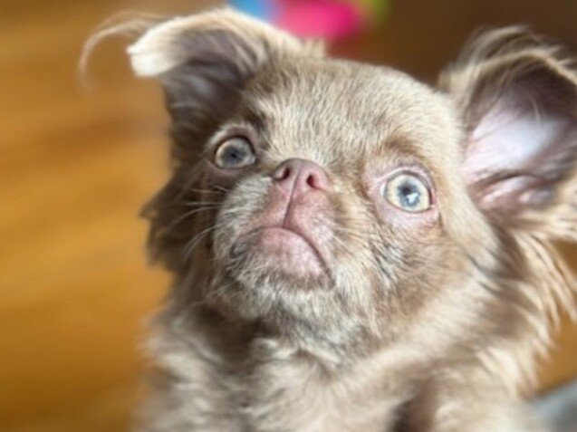 Charly Chihuahua de pelo largo, modelo perruno de La Pata Marketing, agencia de pet marketing en Madrid, fundada por Gabriela Rivera