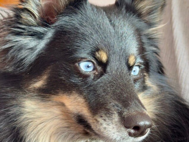 Chloe Pomsky, modelo perruna de La Pata Marketing, agencia de pet marketing en Madrid, fundada por Gabriela Rivera