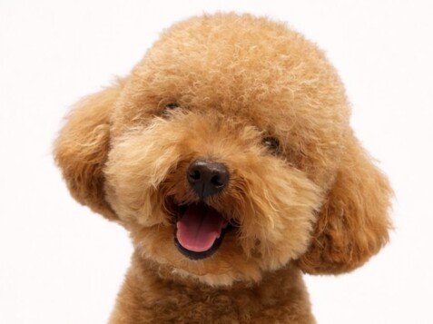 Coco Caniche, modelo perruno de La Pata Marketing, agencia de pet marketing en Madrid, fundada por Gabriela Rivera