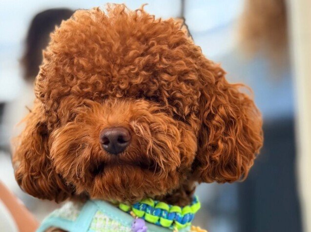Coco Coquito Caniche Toy, modelo perruno de La Pata Marketing, agencia de pet marketing en Madrid, fundada por Gabriela Rivera