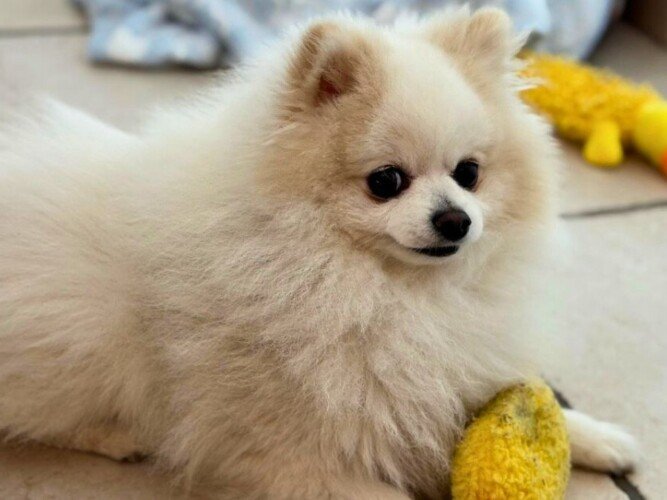 Coco Lobito, perro Pomerania, modelo perruno de La Pata Marketing, agencia de pet marketing en Madrid, fundada por Gabriela Rivera