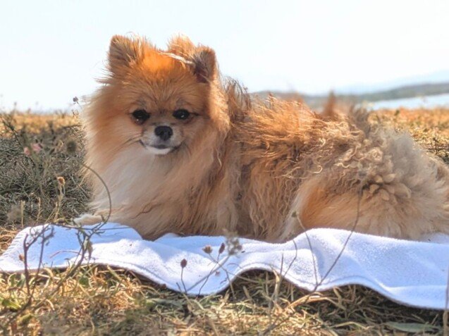 Coral, Pomerania, perrita adoptada, modelo perruna de La Pata Marketing, agencia de pet marketing en Madrid, fundada por Gabriela Rivera