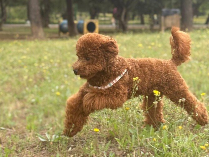 Dakota, Caniche Toy, modelo perruno de La Pata Marketing, agencia de pet marketing en Madrid, fundada por Gabriela Rivera