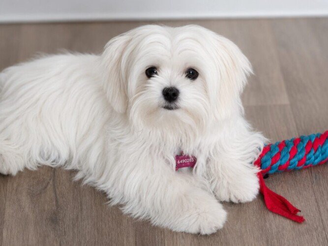 Eira Bichón Maltés, modelo perruna de La Pata Marketing, agencia de pet marketing en Madrid, fundada por Gabriela Rivera