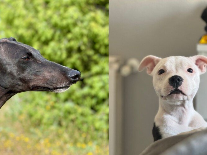 Eira y Freyja, Galga y Staffordshire Bull Terrier, la pata marketing, agencia de pet marketing en madrid