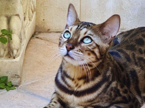 Fabrizio gato Bengala, modelo gatuno de La Pata Marketing, agencia de pet marketing en Madrid, fundada por Gabriela Rivera