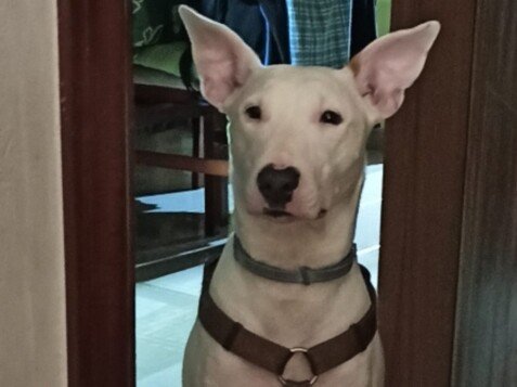 Atenea, Bull Terrier, Podenco Mix