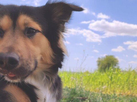 Axel, mix, border, collie, pastor, ovejero