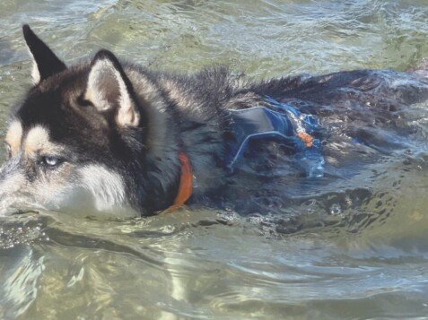 Blue, husky, siberiano