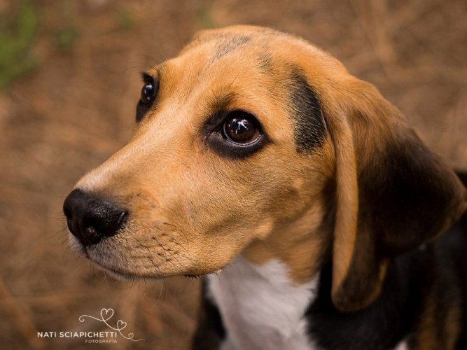 Bobi, Beagle