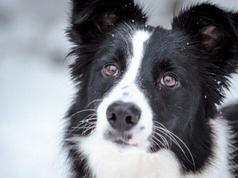 Boira, border collie