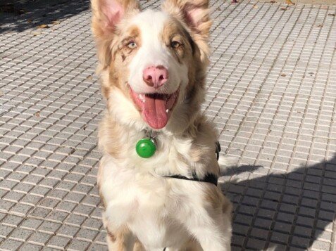 Border Collie en Huelva