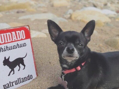 Celine, Chihuahua