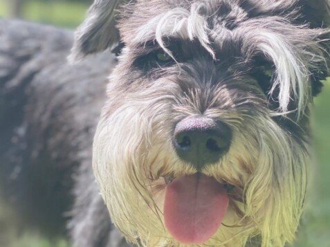 Coco, Schnauzer Mini