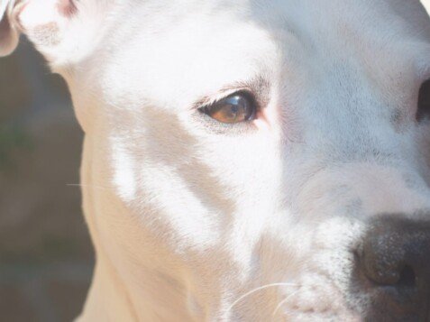 Dasha, American Staffordshire Terrier