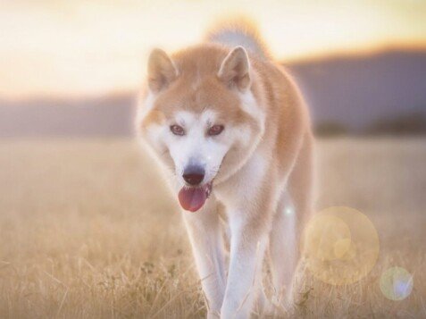 Floki, akita