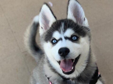 Gabanna, Husky Siberiano