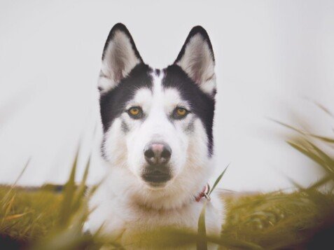 Gancho, Husky, Siberiano