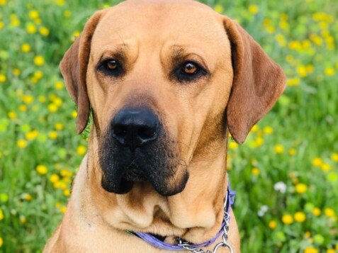 Gregorio, Fila Brasileiro