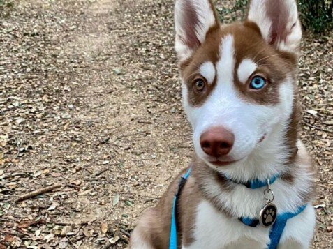 ice, husky siberiano