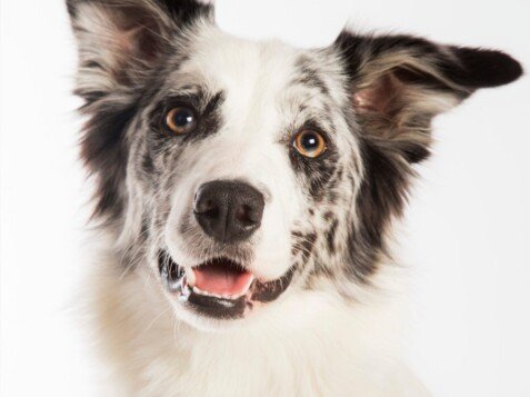 perra Border Collie