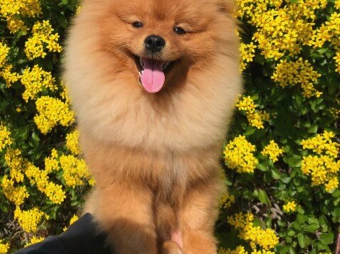 luke, pomerania