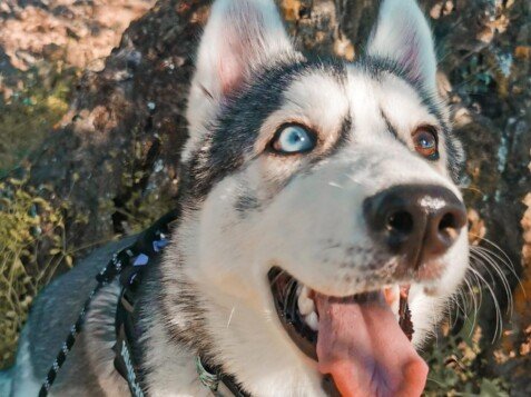 Lúa, Husky Siberiano