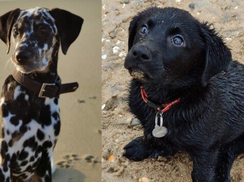 Marshall, Django, dálmata tricolor, labrador