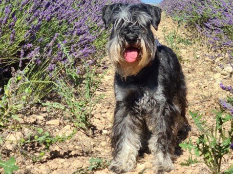 Onix, Schnauzer Miniatura