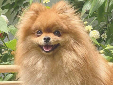 Orson, Pomerania, naranja