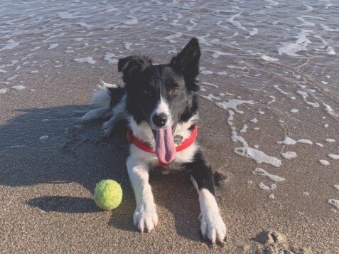 Praga, Border Collie